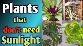 'Video thumbnail for 33 Plants That Don't Need Sunlight to Grow || Plants Grow in the Darkest Corner'