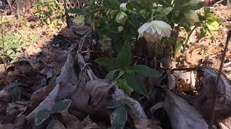 'Video thumbnail for Hellebores Blooming In The Garden'