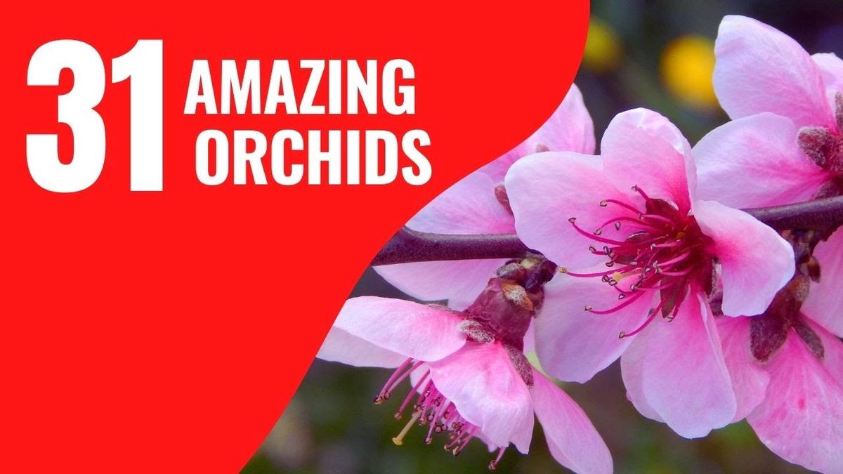 'Video thumbnail for 31 Unbelievably Beautiful Orchids You Have to See to Believe | The Stunning Beauty of Orchids'