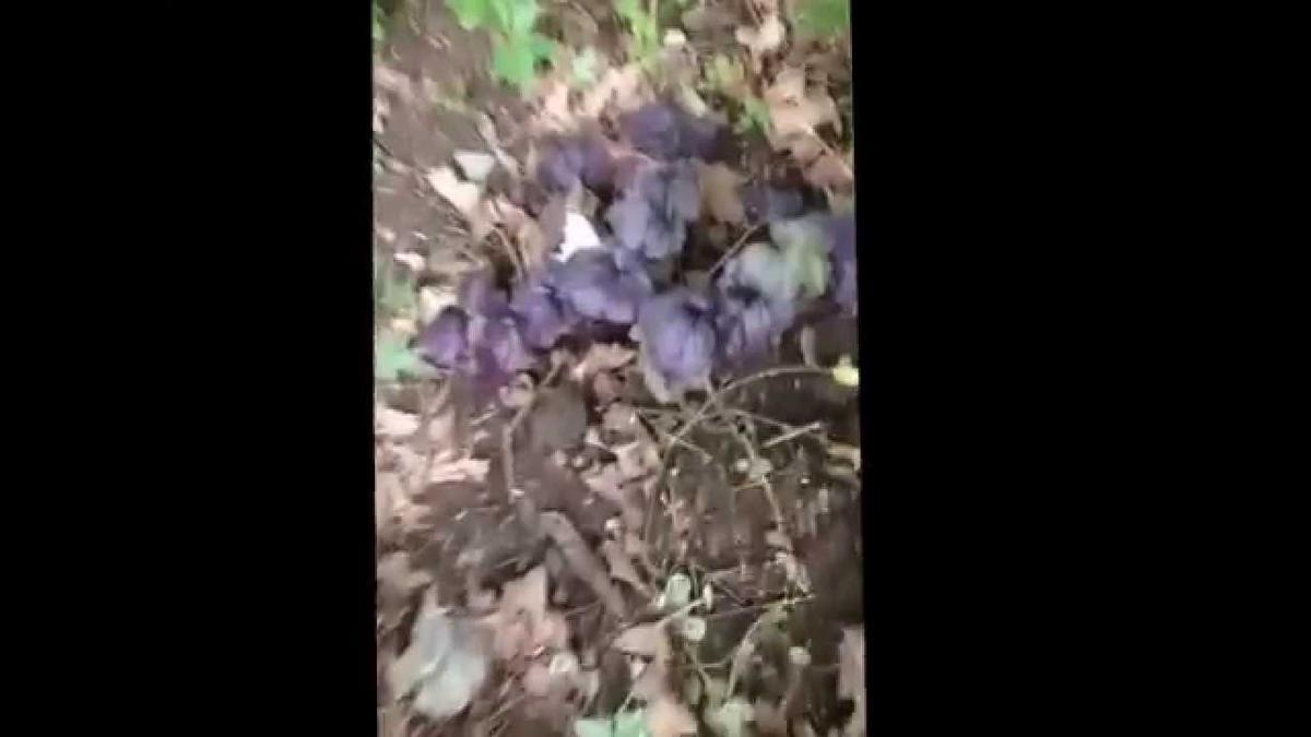 'Video thumbnail for Periscope 3 New Coral Bells From Walters Gardens'