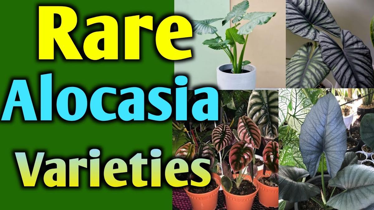 'Video thumbnail for 21 Rare Alocasia Varieties with Names and Pictures || Alocasia Varieties'