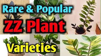 'Video thumbnail for Popular and Rare ZZ Plant Varieties with Names and Pictures'