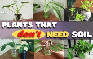 plants that dont need soil
