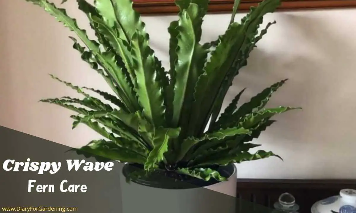 How to Care for Crispy Wave Fern? (!9 Steps)