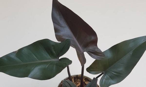 Philodendron Black Knight Leaves