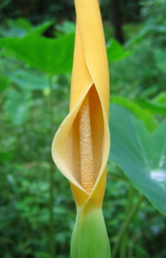 Colocasia Flower