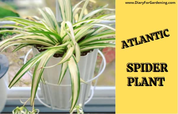 Atlantic Spider Plant