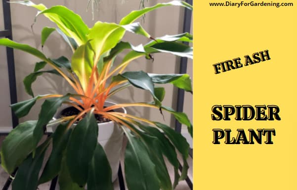Fire Flash Spider Plant