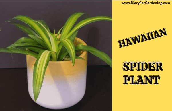 Hawaiian Spider Plant