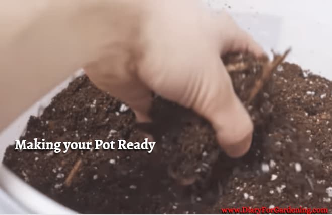 Making your Pot Ready