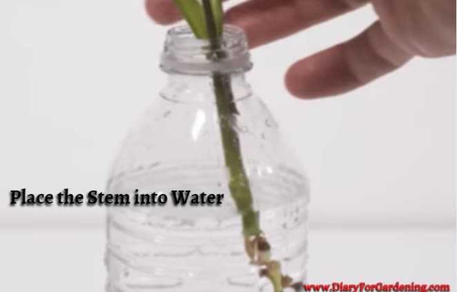 Place the Stem into Water