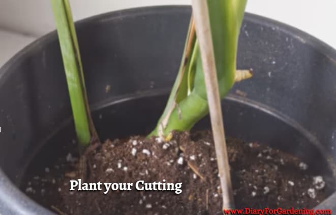 Plant your Cutting