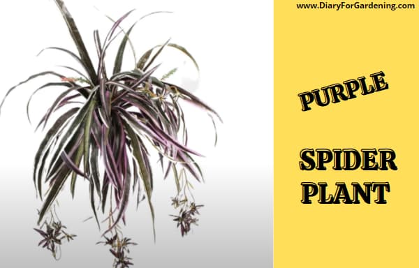 Purple Spider Plant