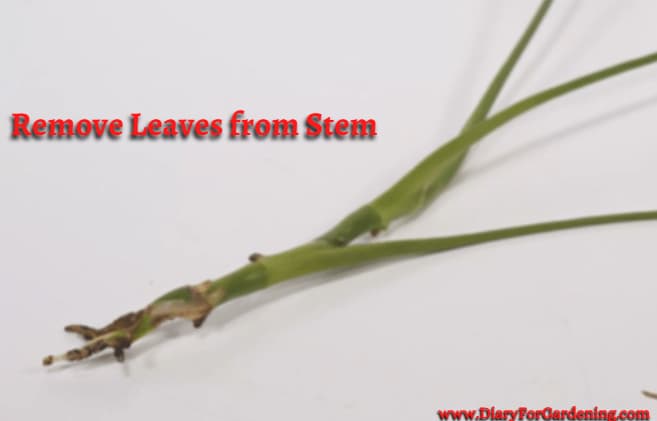 Remove Leaves from Stem