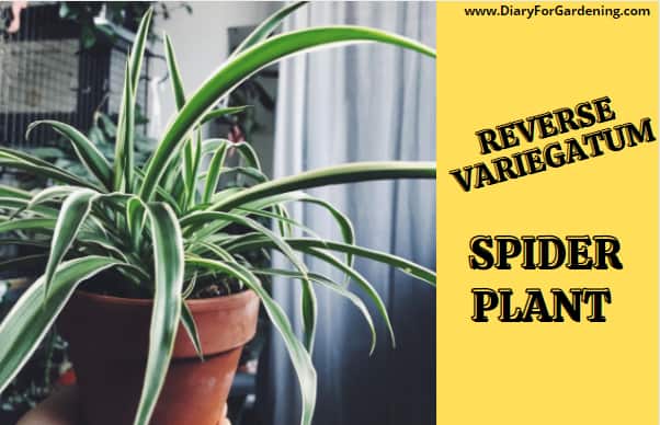 Reverse Variegatum Spider Plant 