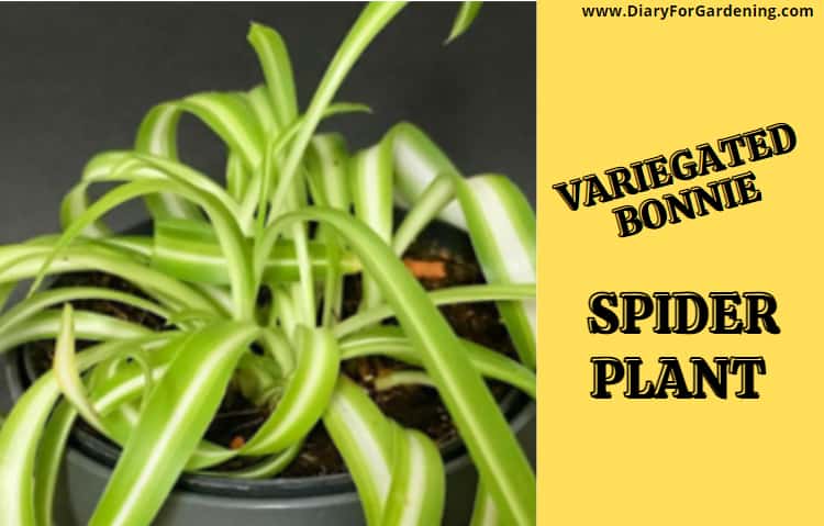 Variegated Bonnie Spider Plant