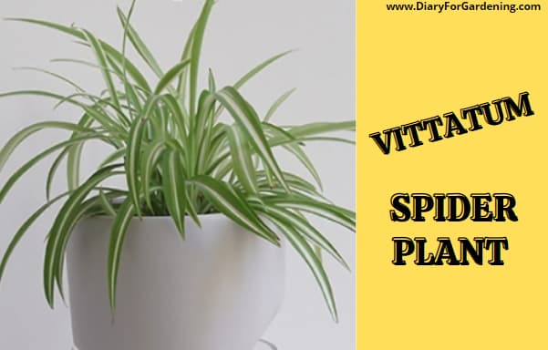 Vittatum Spider Plant