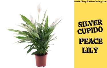Silver Cupido Peace Lily