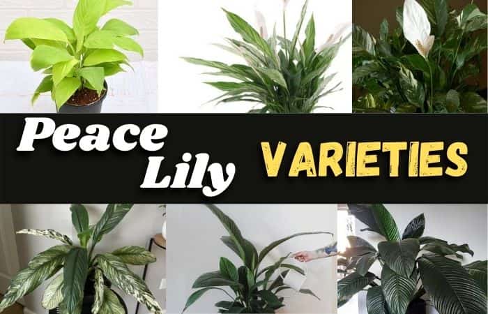 Peace Lily Varieties [9 Rare Types- Details with Pictures!]