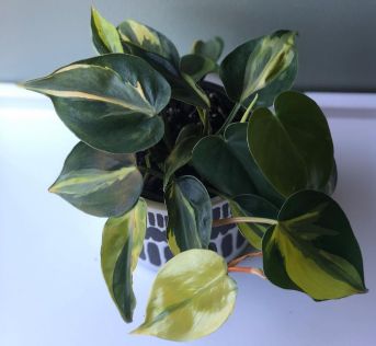 Philodendron brasil leaves