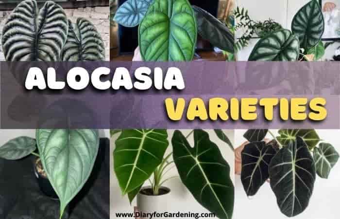 25 amazing Alocasia Varieties with pictures-[Popular elephant ear types]
