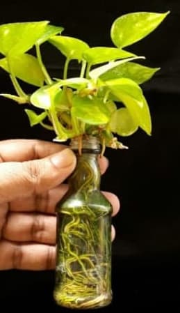 Golden Pothos grow in water medium