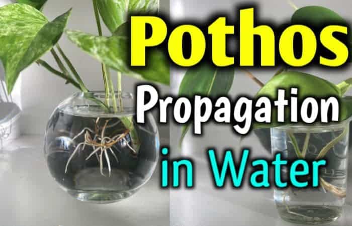 Can I propagate Pothos in water? – YES [here’s HOW]