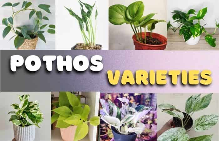 20+ most POPULAR Pothos Varieties with Pictures & Details- [Choose yours]