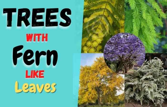 These are 9 Trees with Fern-like Leaves [Pictures & Details]