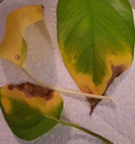 Yellowing with brown Spots