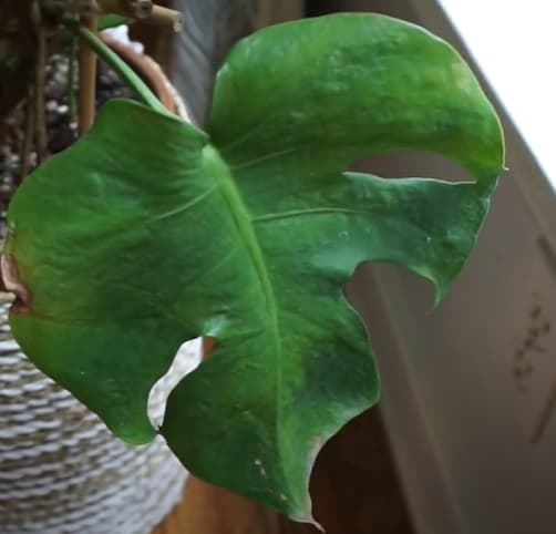 Monstera deliciosa curled leaves (Young)