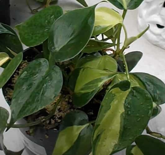 Philodendron brasil normal leaf vs reverted leaf
