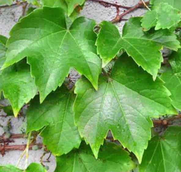 Boston ivy leaf