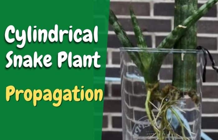 How to propagate Cylindrical Snake plant? [Two methods-both water & soil]