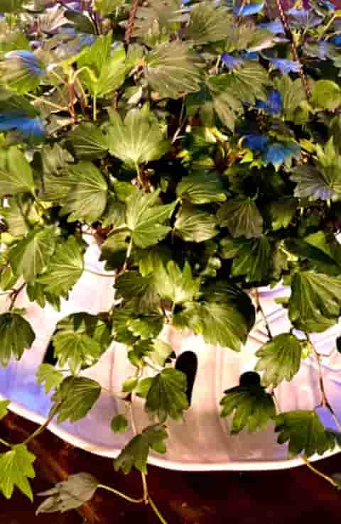 English ivy- pixie dixie ivy