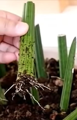 Root initiation in the soil