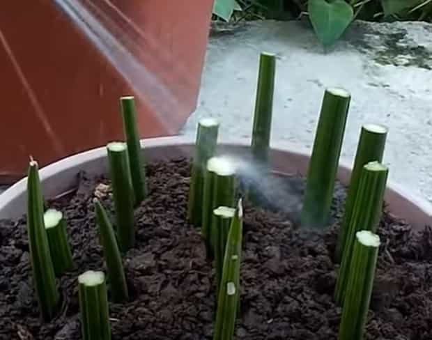Watering the plant