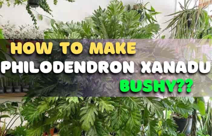 How to make xanadu bushy