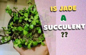 Is jade a succulent