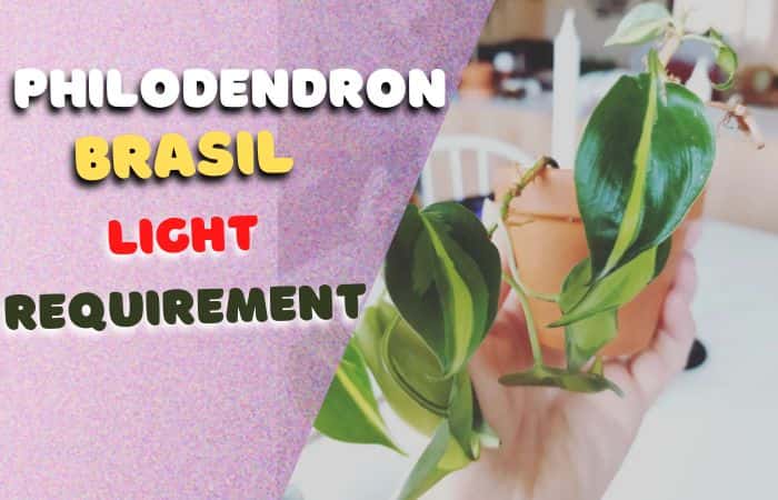 Philodendron brasil light requirement
