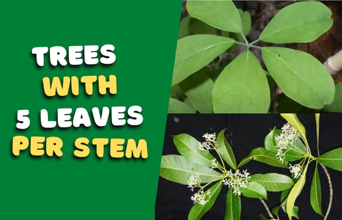 Plants with 5 leaves per stem