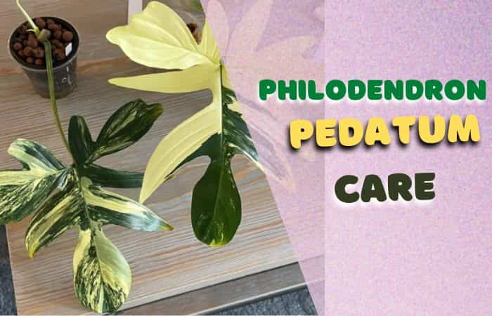 Philodendron pedatum care