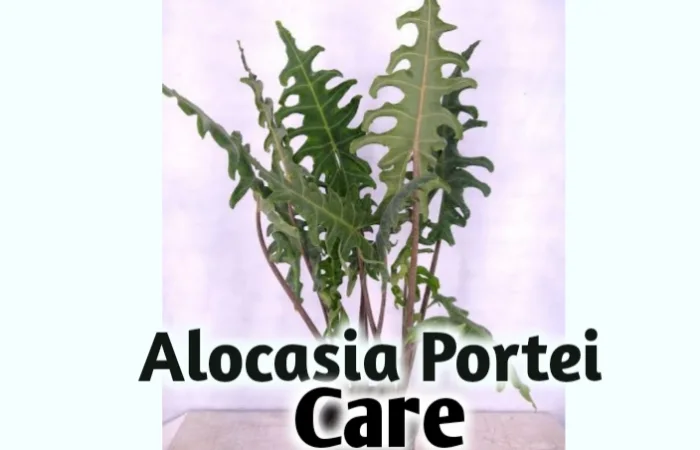 Alocasia portei care, propagation, leaves problems [All you need to know]