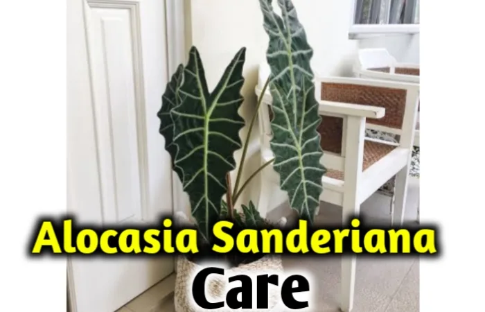 Alocasia sanderiana care, propagation, leaves problems [All you need to know]