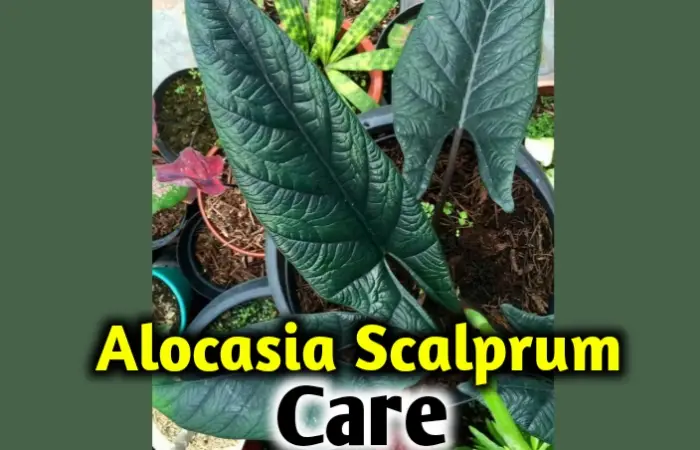 Alocasia Scalprum care, propagation, leaves problem [All you need to know]
