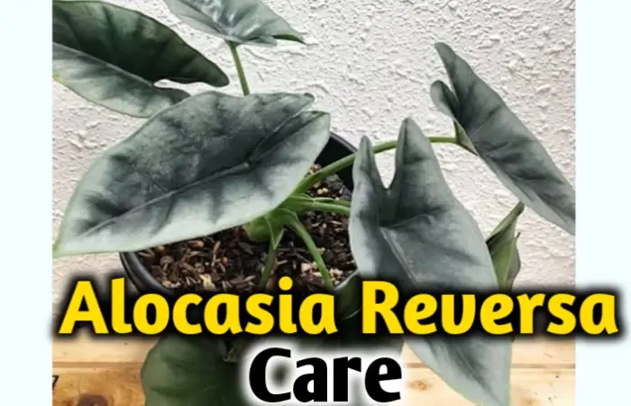 Alocasia reversa care, propagation, leaves problem [All you need to know]