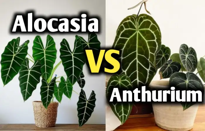 Alocasia vs Anthurium [Differences & similarities to Identify perfectly]