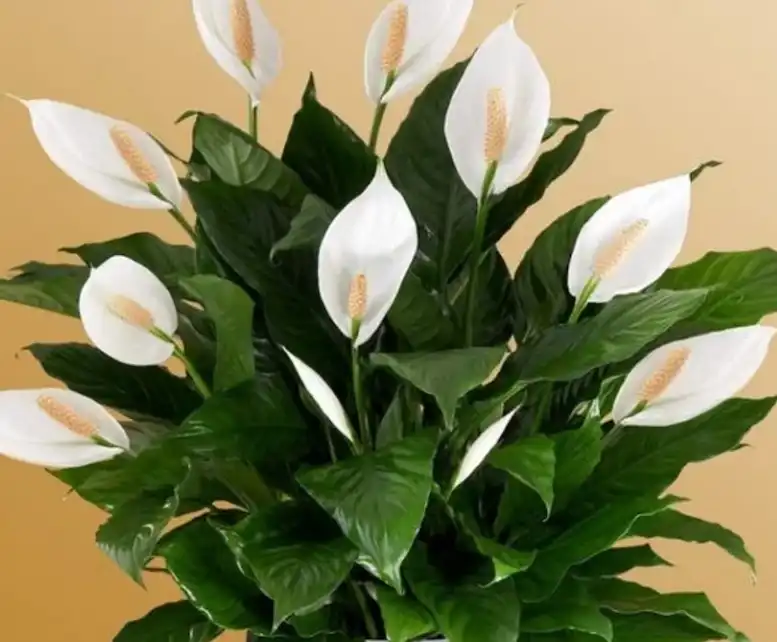 Peace lily plant