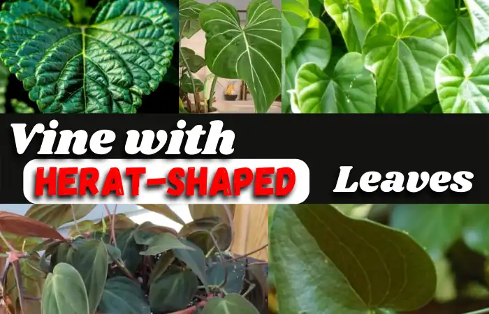 15 popular vine with heart-shaped leaves (details with pictures)