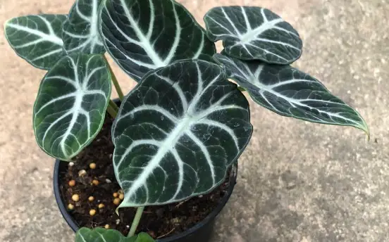 alocasia ninja